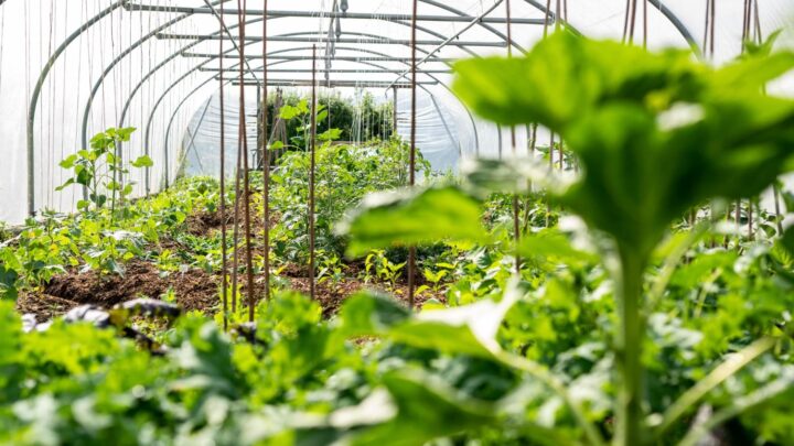 Efektywna uprawa roślin w szklarniach